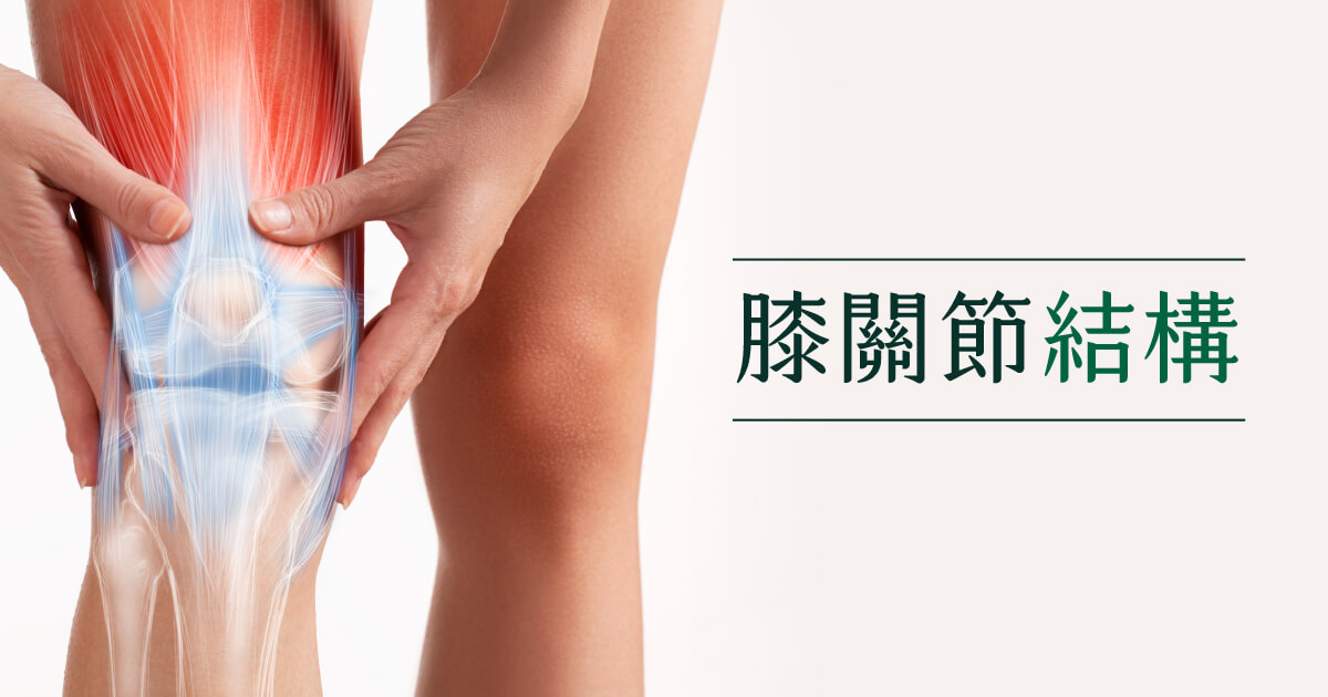 膝關節結構